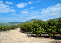 Photo Golan Höhen_01